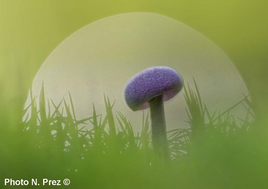 Laccaria amethystina (L. amethystea)