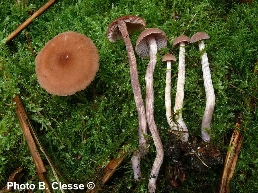 Laccaria bicolor