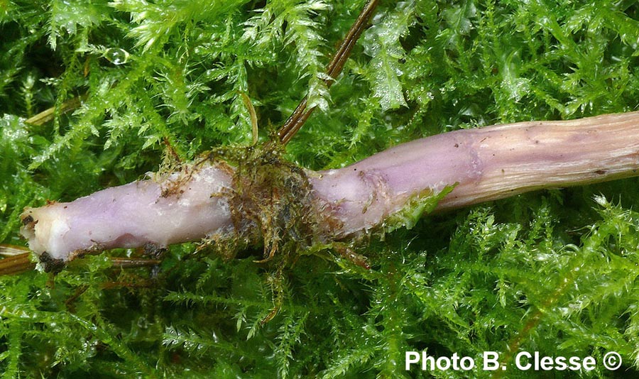 Laccaria bicolor