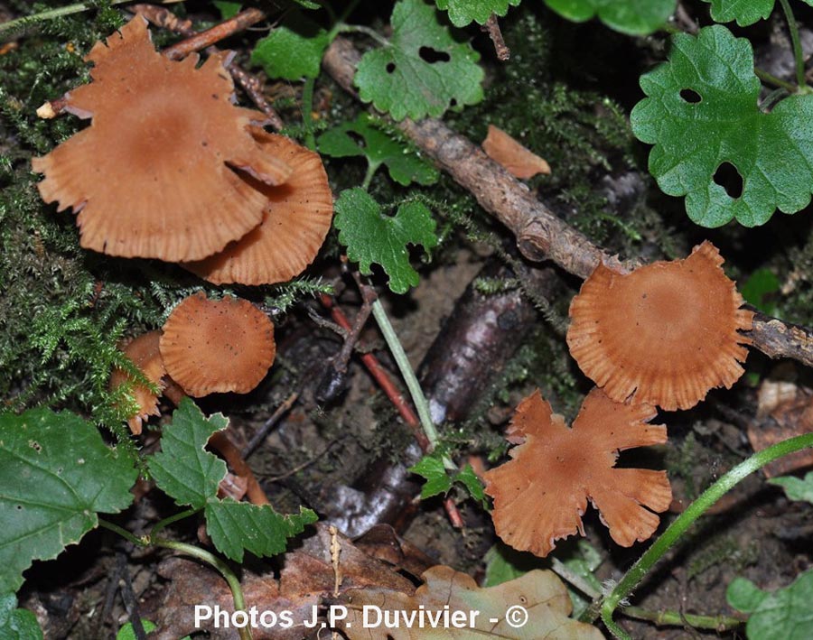 Laccaria laccata