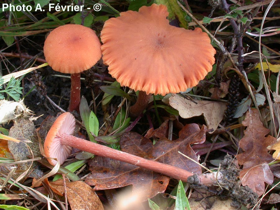 Laccaria laccata