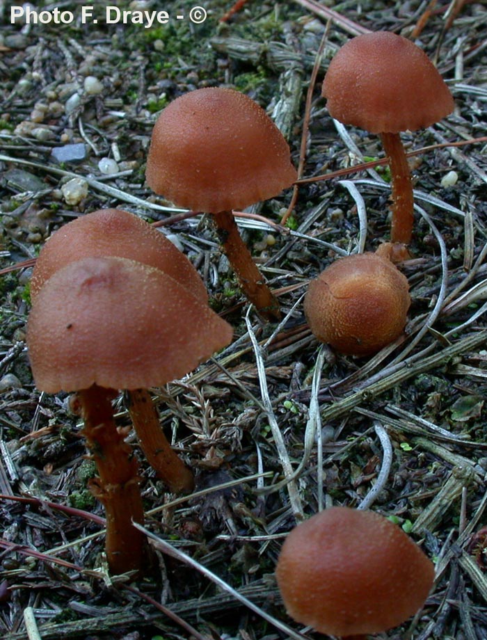 Laccaria affinis (= Laccaria laccata)