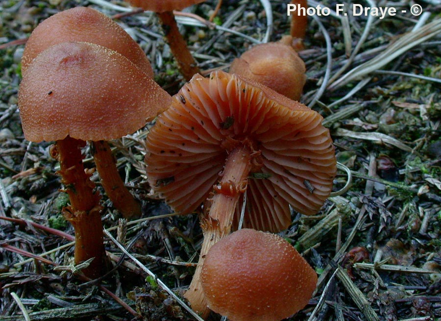 Laccaria affinis (= Laccaria laccata)