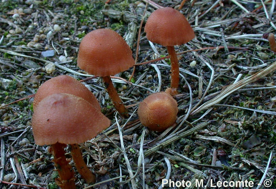 Laccaria laccata