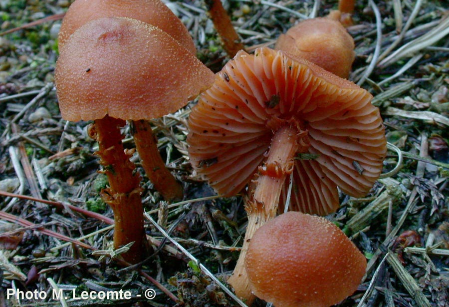 Laccaria laccata