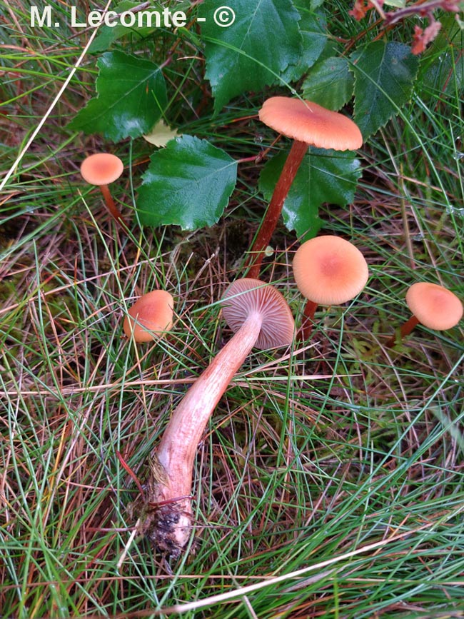 Laccaria laccata