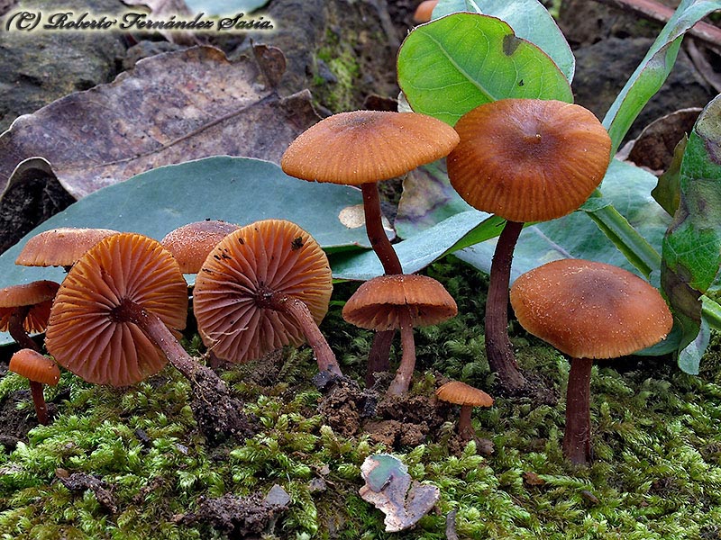 Laccaria lateritia