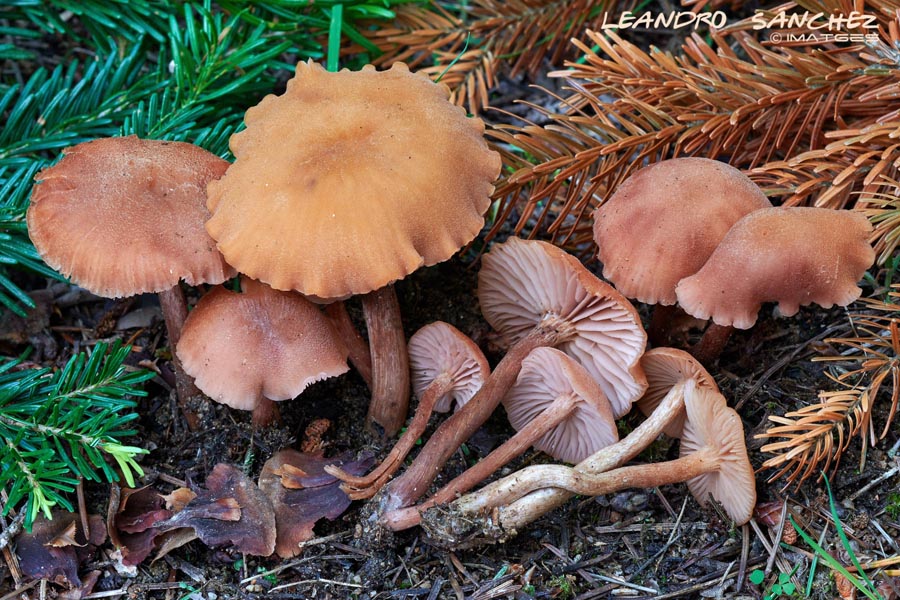 Laccaria macrocystidiata