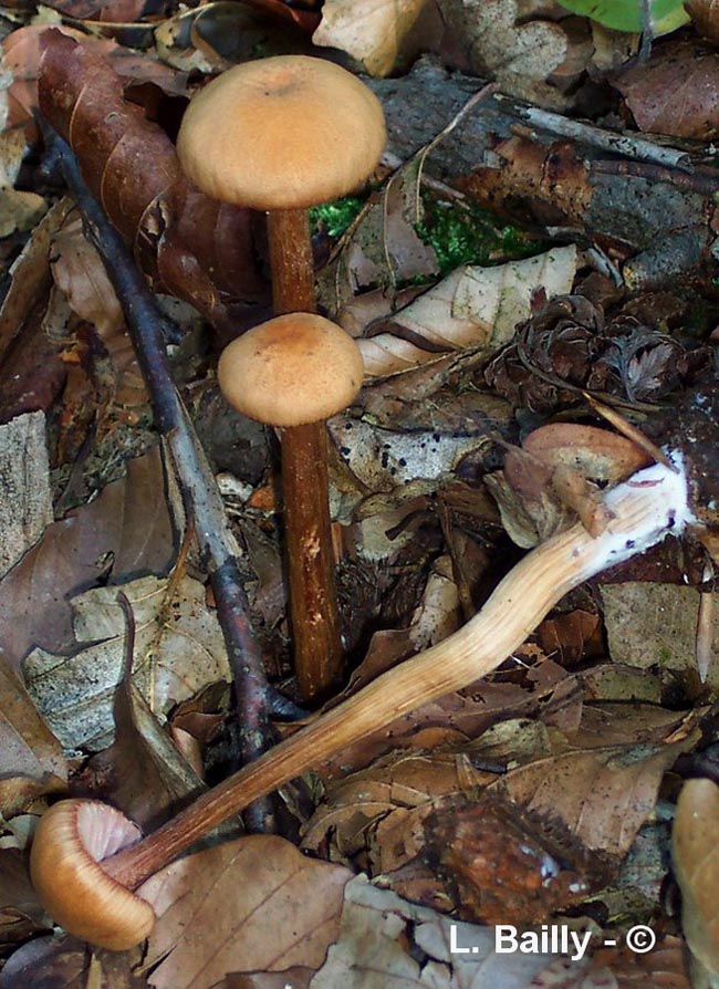 Laccaria laccata var. moelleri