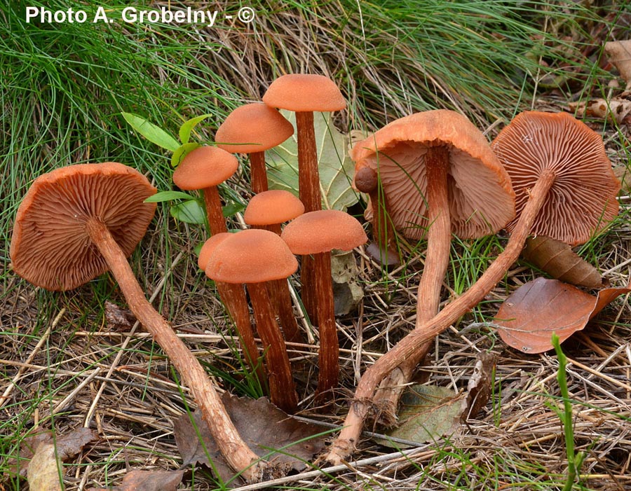 Laccaria proxima