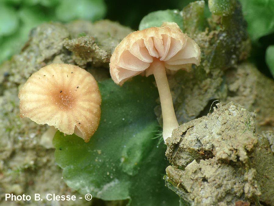 Laccaria tortilis (Laccaria ohiensis)