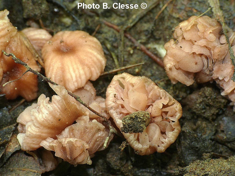 Laccaria tortilis (Laccaria ohiensis)