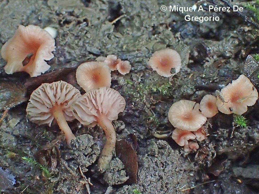 Laccaria tortilis (Laccaria ohiensis)