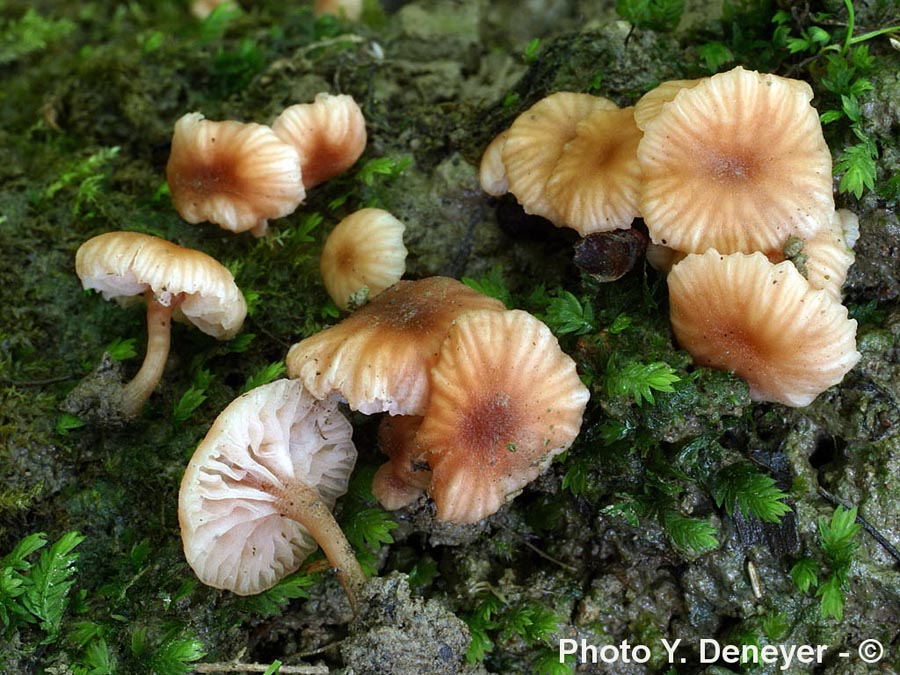 Laccaria tortilis (Laccaria ohiensis)