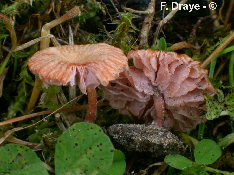 Laccaria tortilis (Laccaria ohiensis)