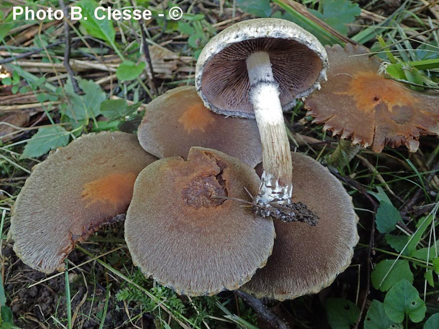 Lacrymaria lacrymabunda (Psathyrella velutina, Psathyrella lacrymabunda)