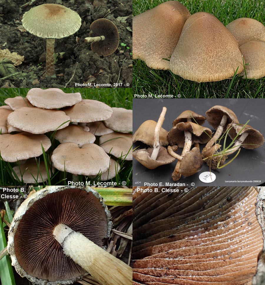 Lacrymaria lacrymabunda (Psathyrella velutina, Psathyrella lacrymabunda)