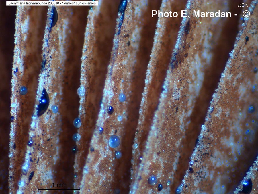 Lacrymaria lacrymabunda (Psathyrella velutina, Psathyrella lacrymabunda)