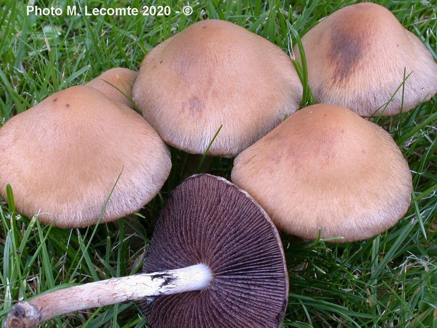 Lacrymaria lacrymabunda (= Psathyrella velutina)