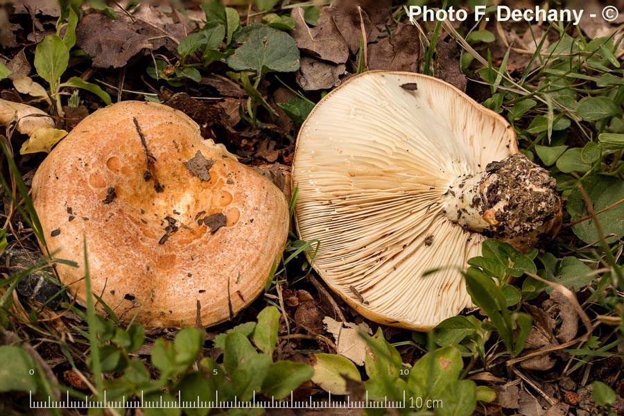 Lactarius acerrimus