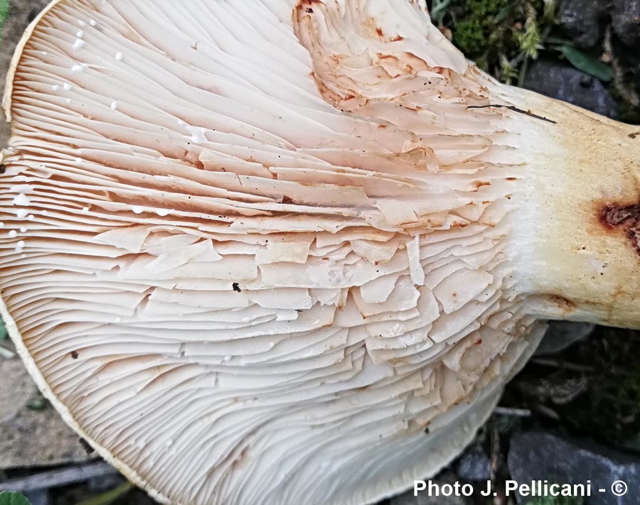 Lactarius acerrimus