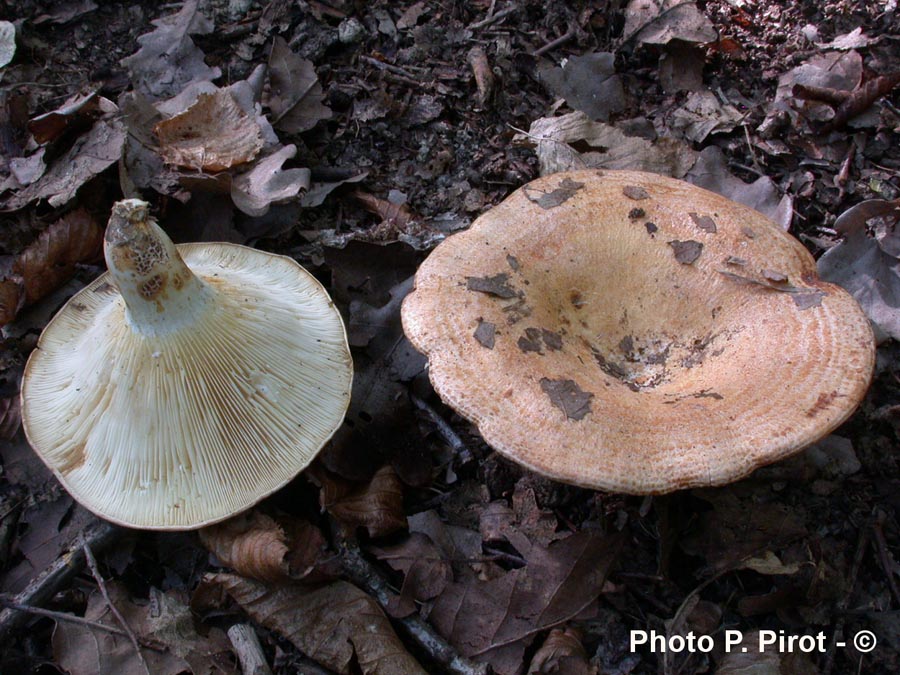 Lactarius acerrimus