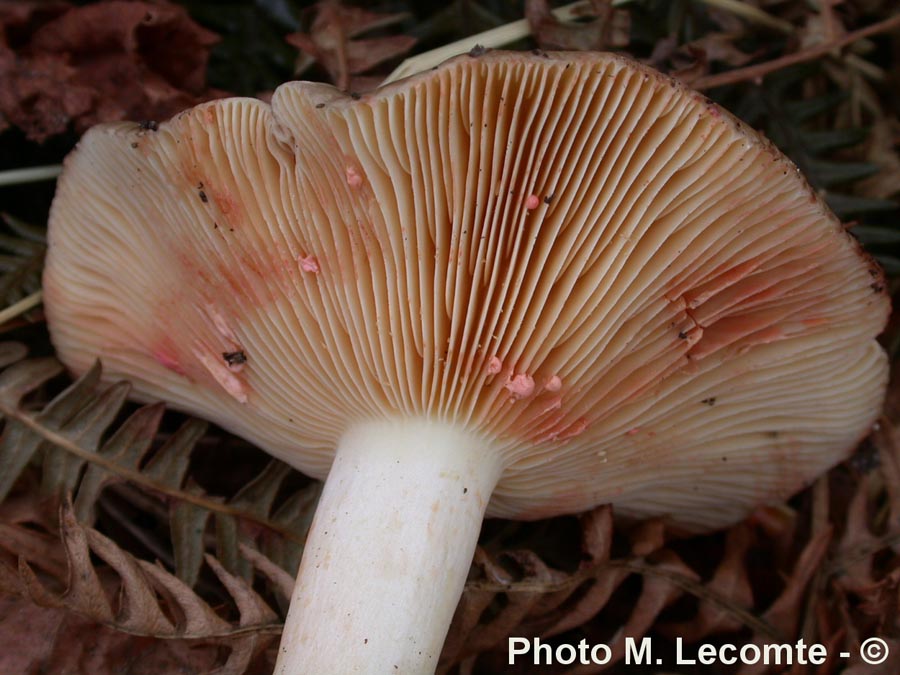 Lactarius acris