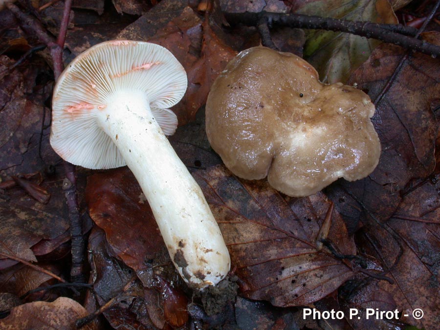 Lactarius acris