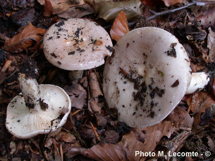 Lactarius albocarneus