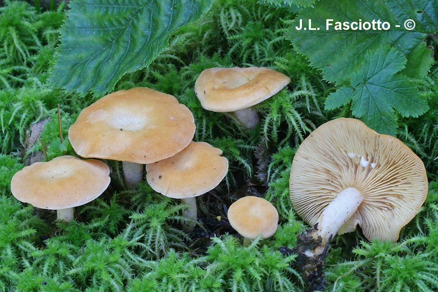 Lactarius alpinus