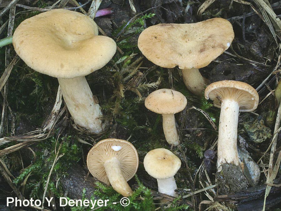 Lactarius alpinus