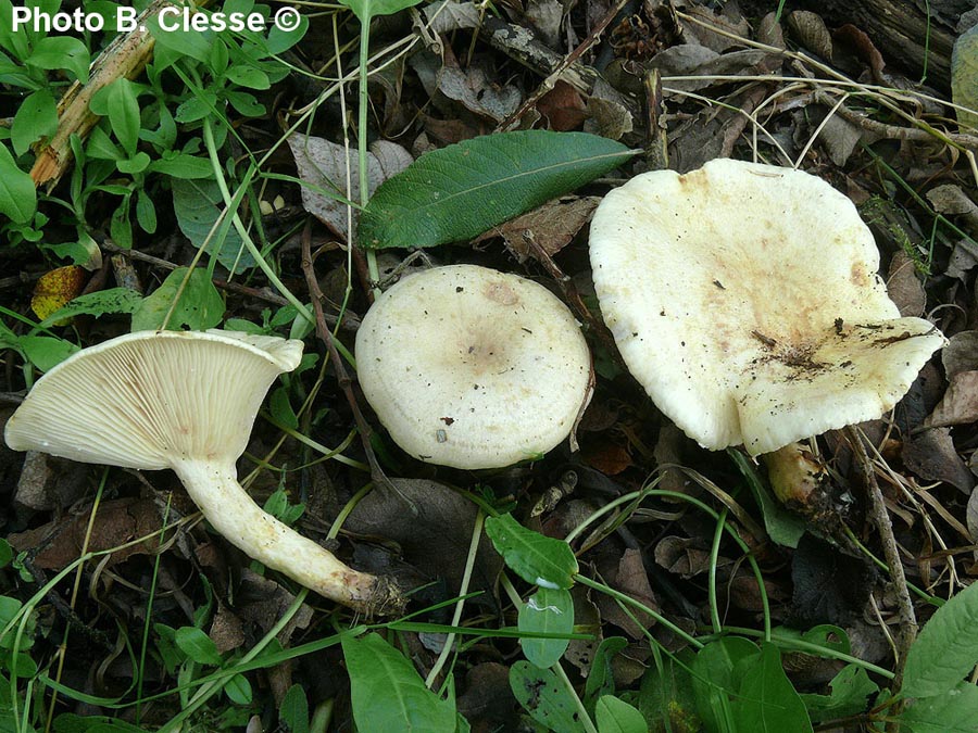 Lactarius aspideus