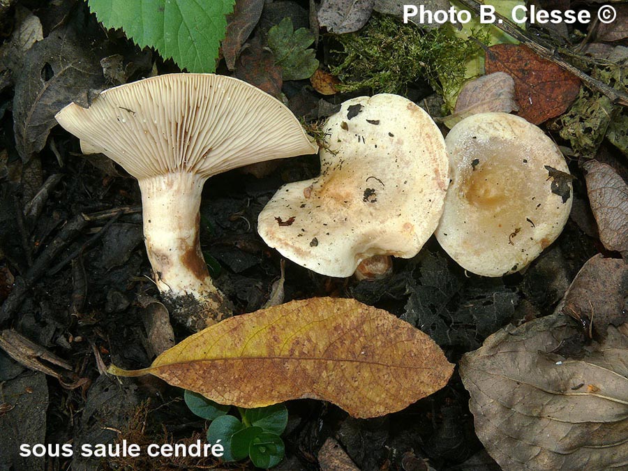 Lactarius aspideus