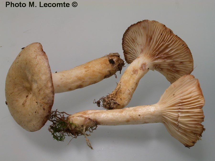 Lactarius aspideus