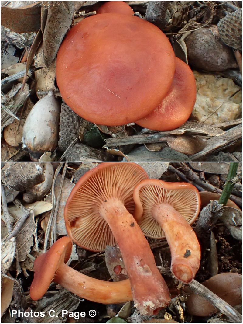 Lactarius atlanticus