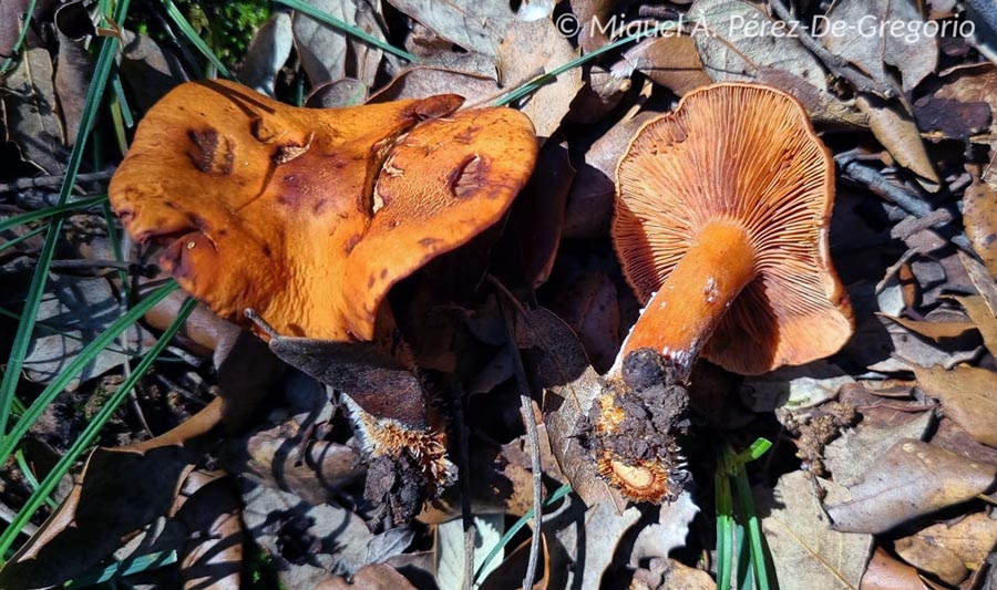 Lactarius atlanticus