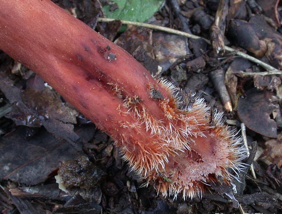 Lactarius atlanticus