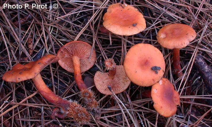 Lactarius atlanticus