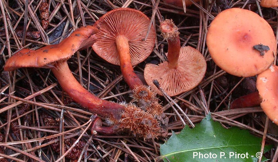 Lactarius atlanticus