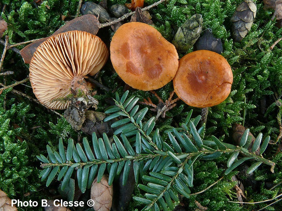 Lactarius aurantiacus