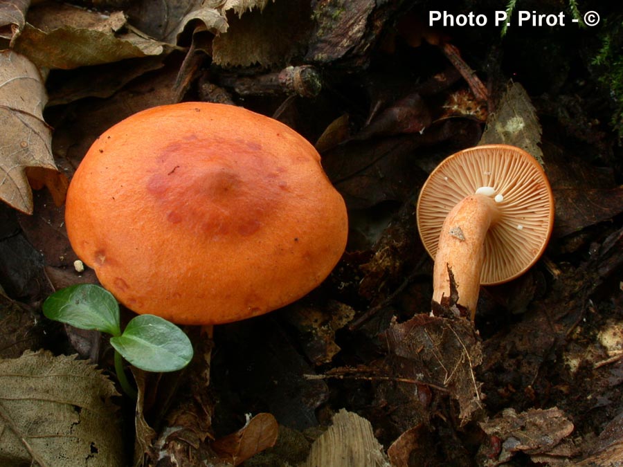 Lactarius aurantiacus