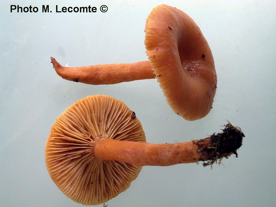 Lactarius aurantiofulvus