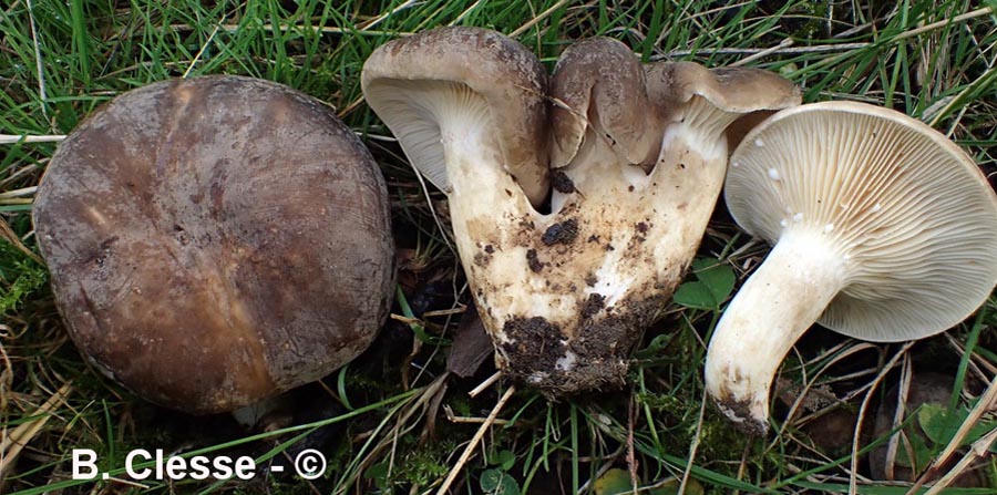 Lactarius azonites