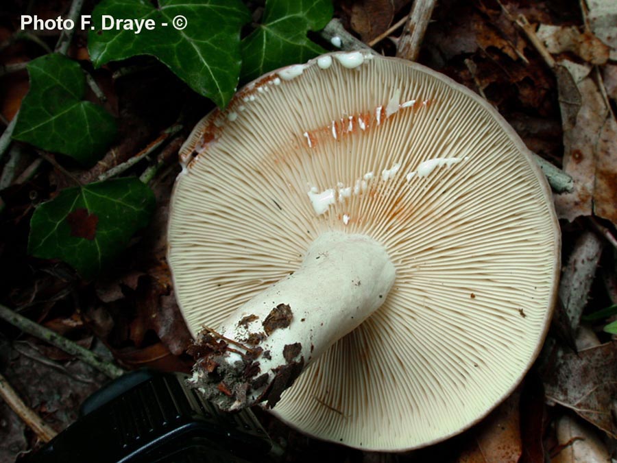 Lactarius azonites