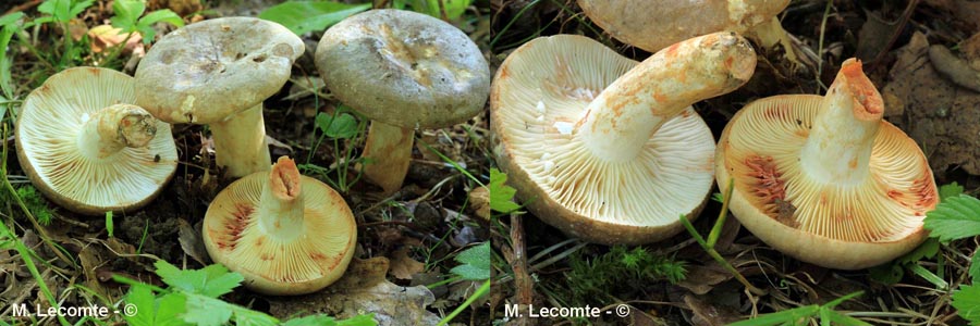 Lactarius azonites