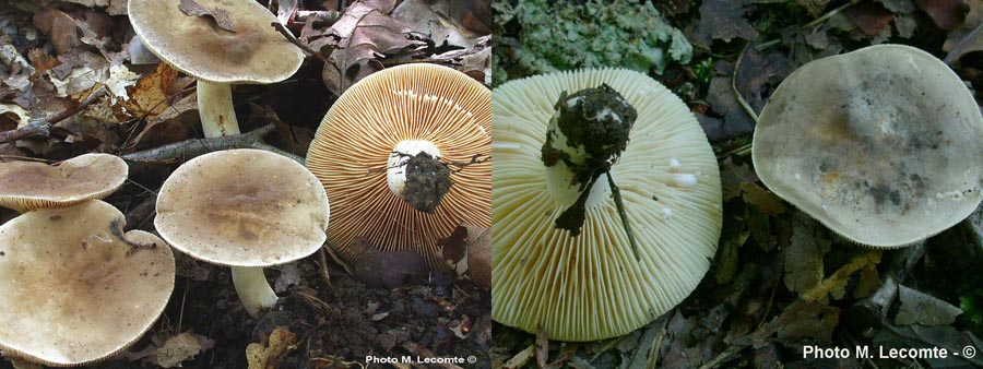 Lactarius azonites