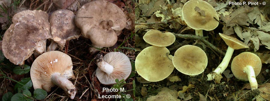 Lactarius azonites