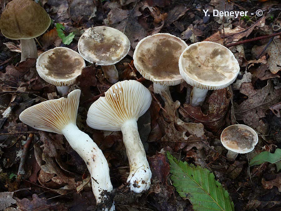 Lactarius azonites