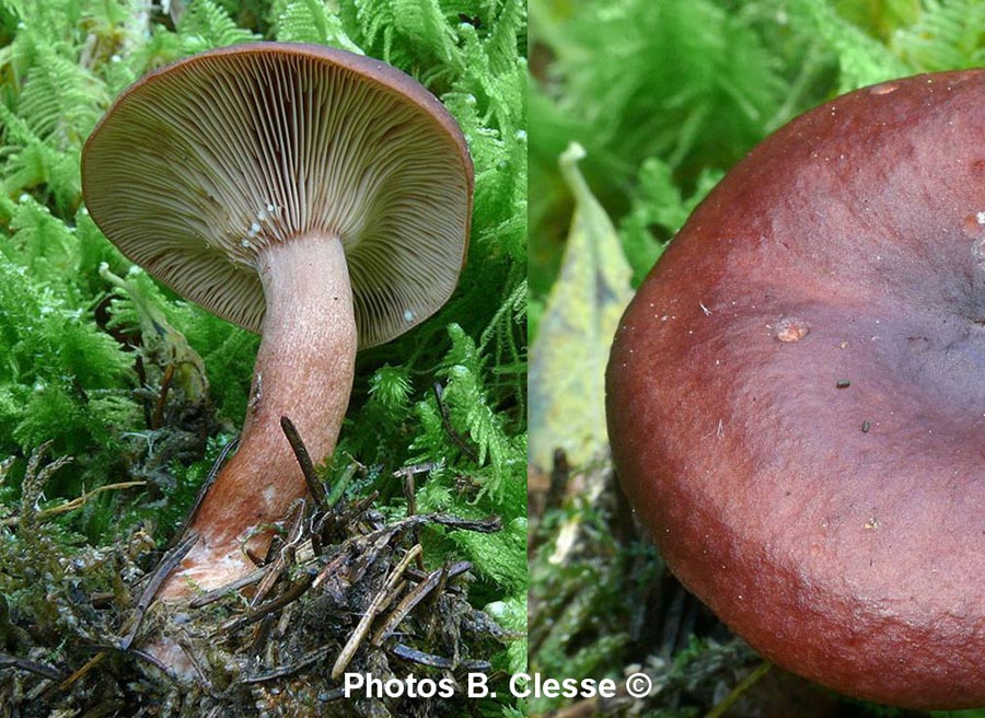 Lactarius badiosanguineus