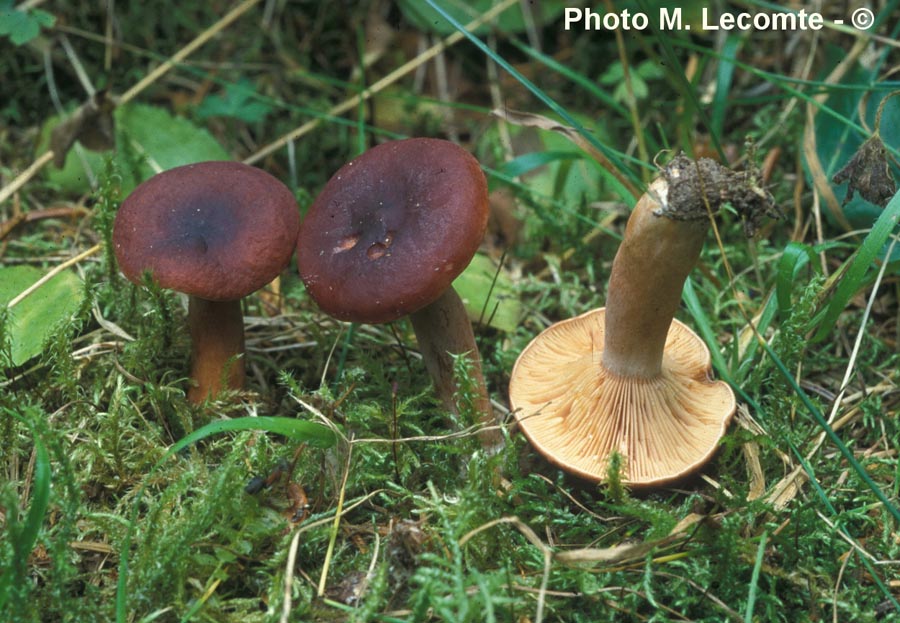 Lactarius badiosanguineus